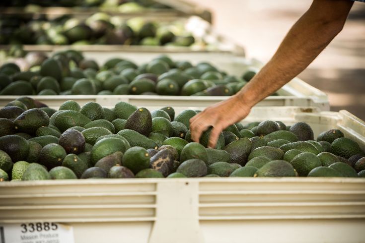 Aperçu du marché mondial de l’avocat : pression sur l’offre en Europe et stabilité en Amérique du Nord