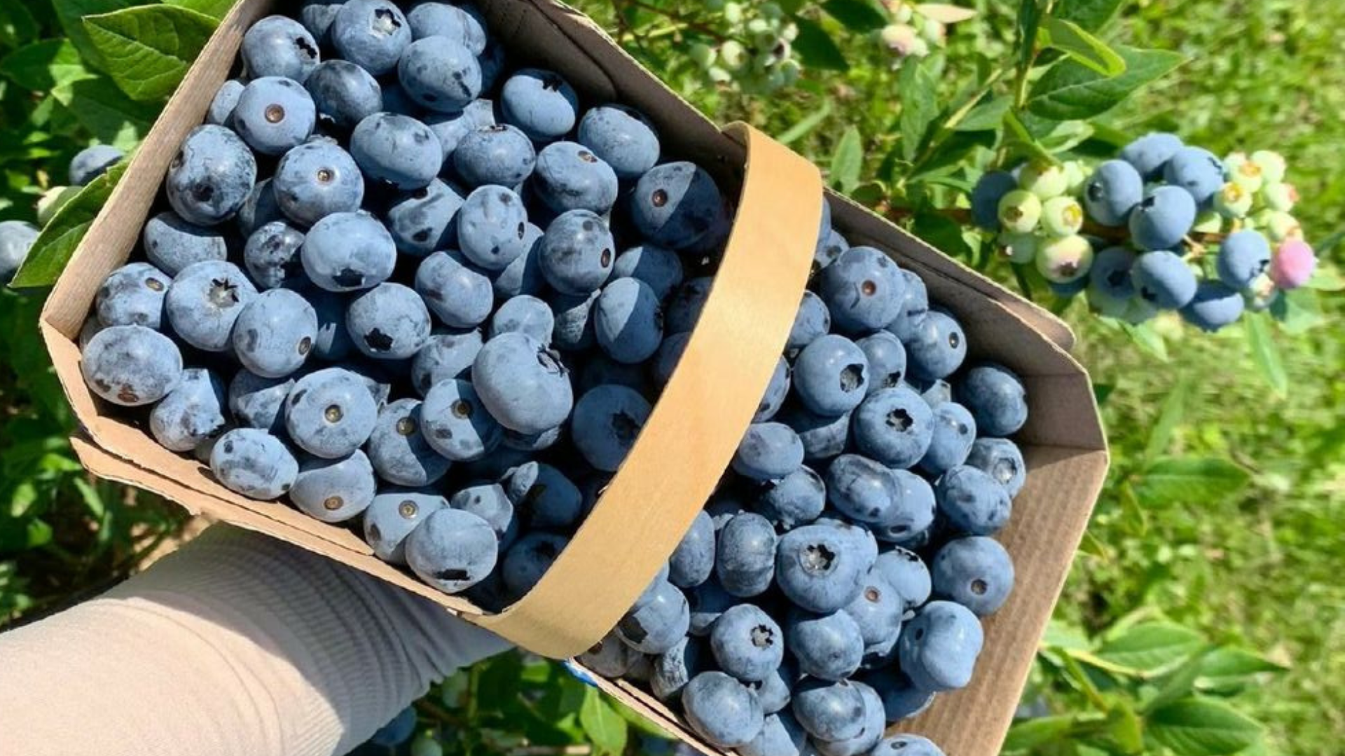 Intempéries au Maroc : un impact majeur sur la filière de la myrtille